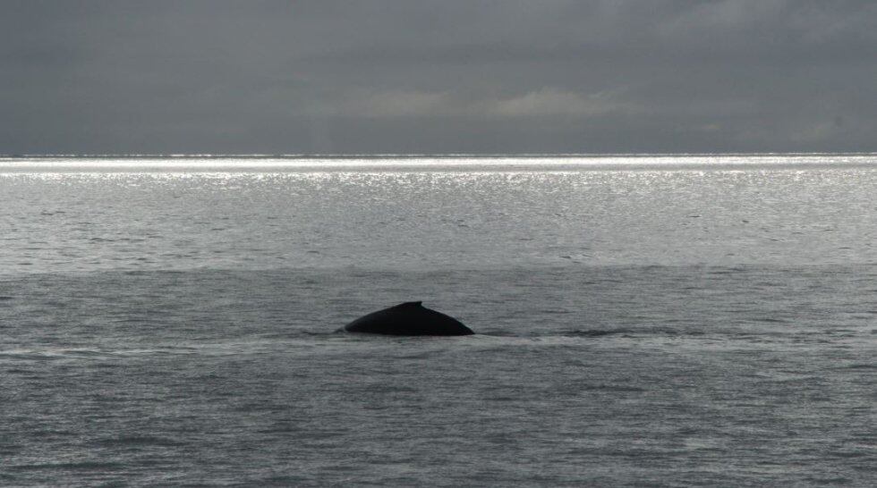 Gorgona paraíso de fauna y flora