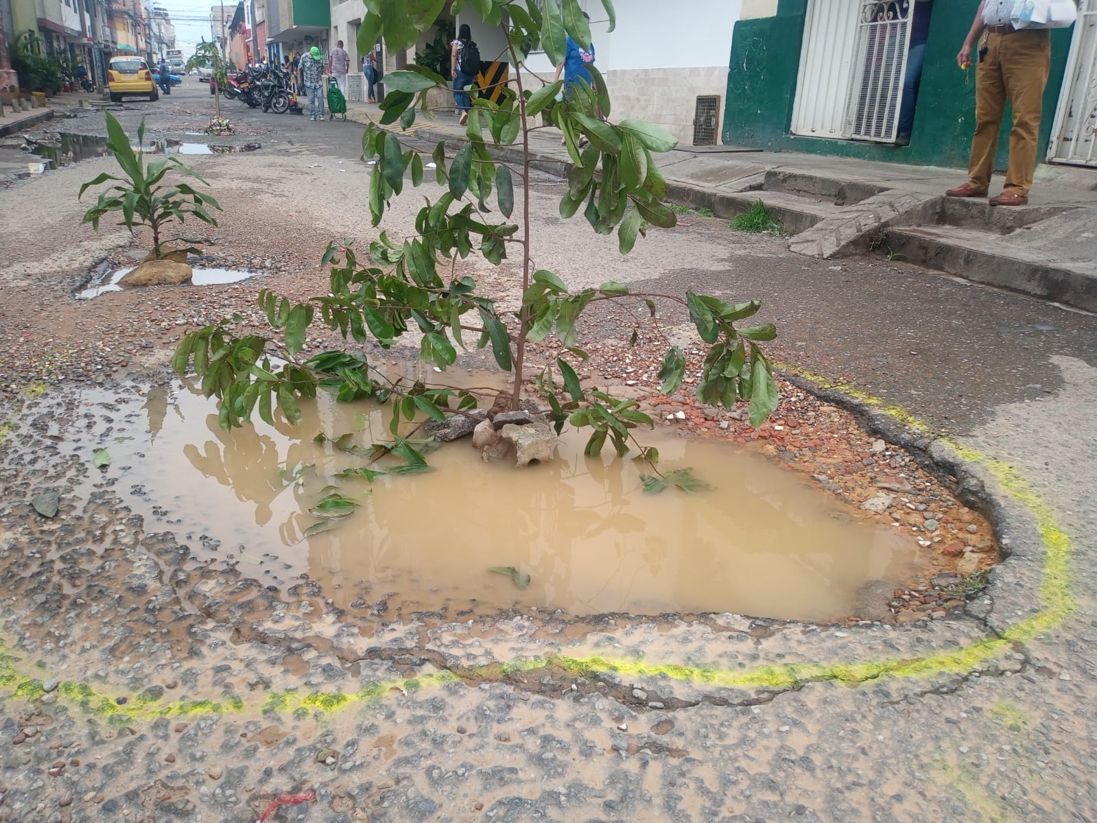 Siembran árboles en huecos de las vías de Bucaramanga