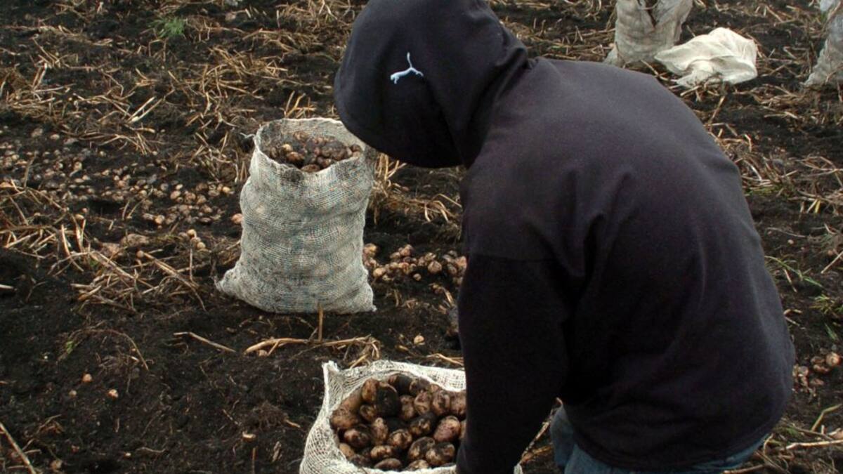 Papas procesadas, alternativa para superar la crisis