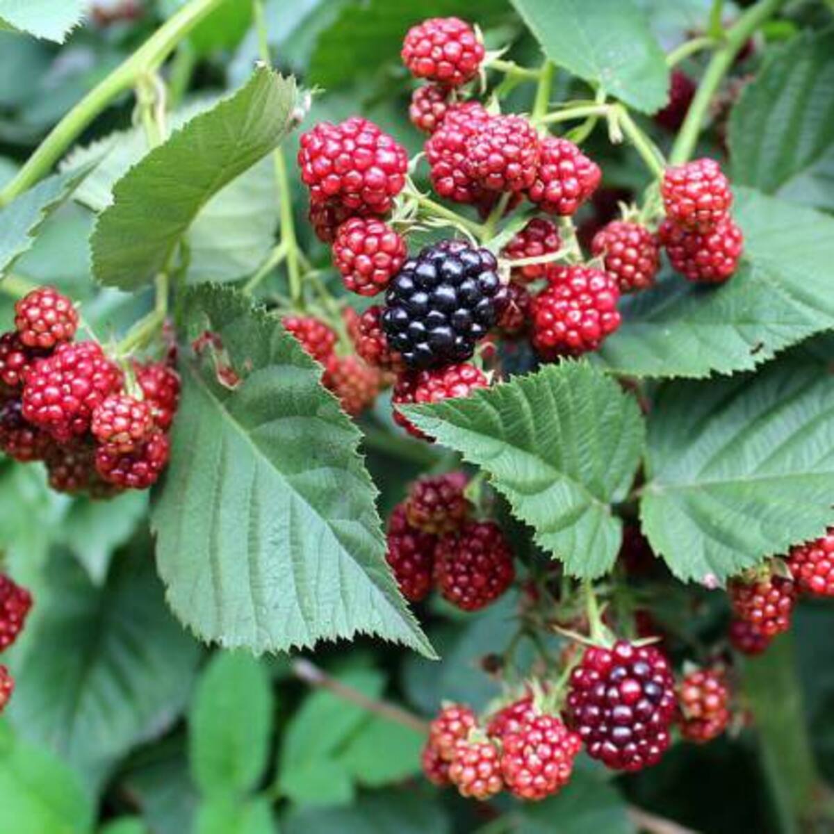 La mora, fruta nativa que merece más cuidado