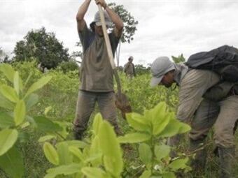 Cultivos de coca. Foto: El Tiempo