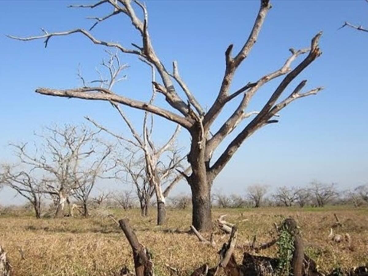 Hay alta probabilidad de que ocurra el fenómeno El Niño: director IDEAM