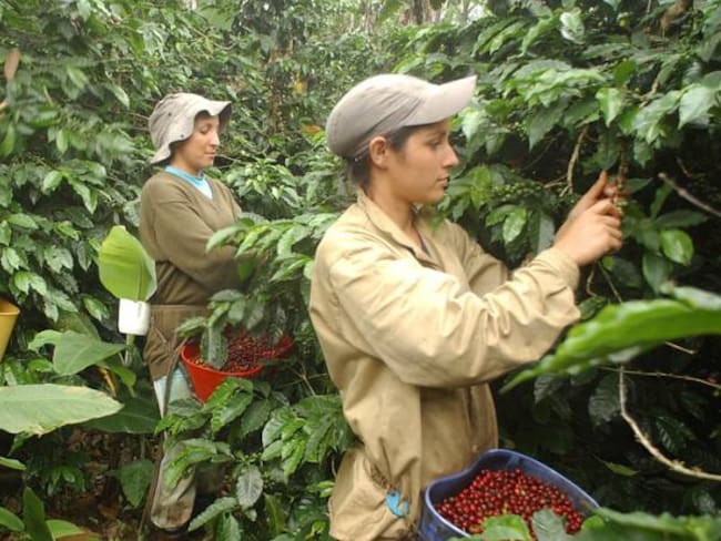 Producción de café en octubre registró un repunte del 2%: Fedecafé