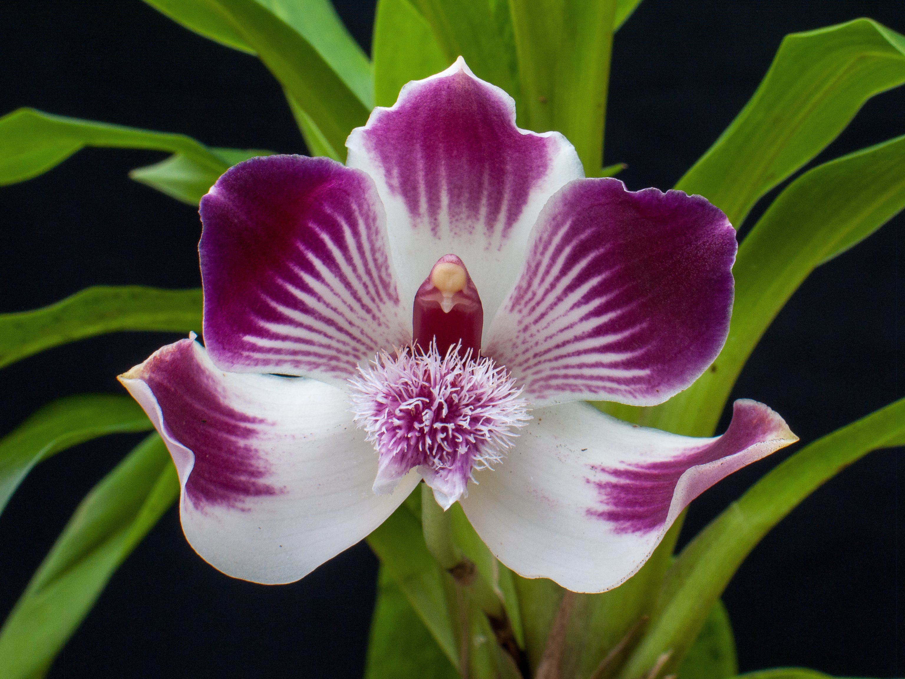 Orquidea (Getty Images).