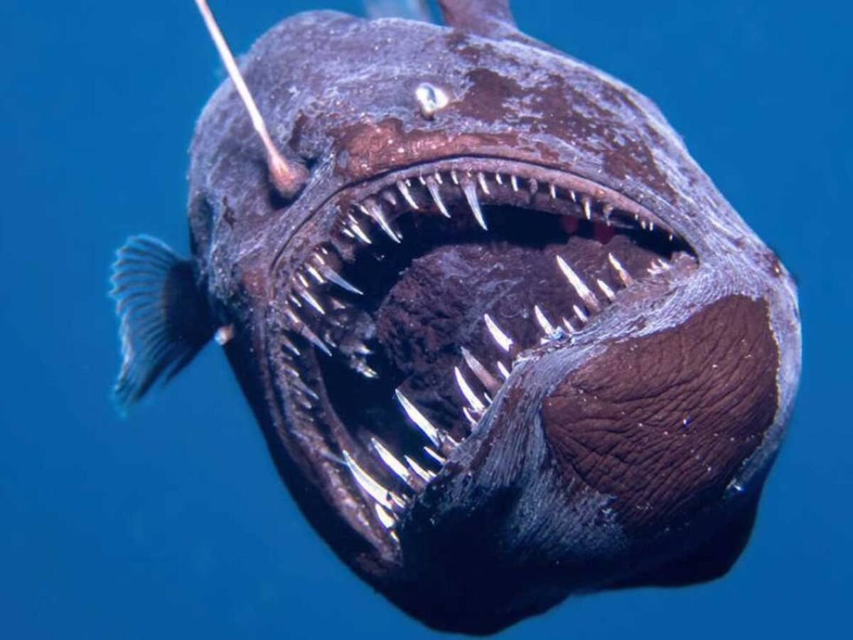 ¡Impresionante! Este es el verdadero tamaño del Pez Diablo que fue tendencia recientemente