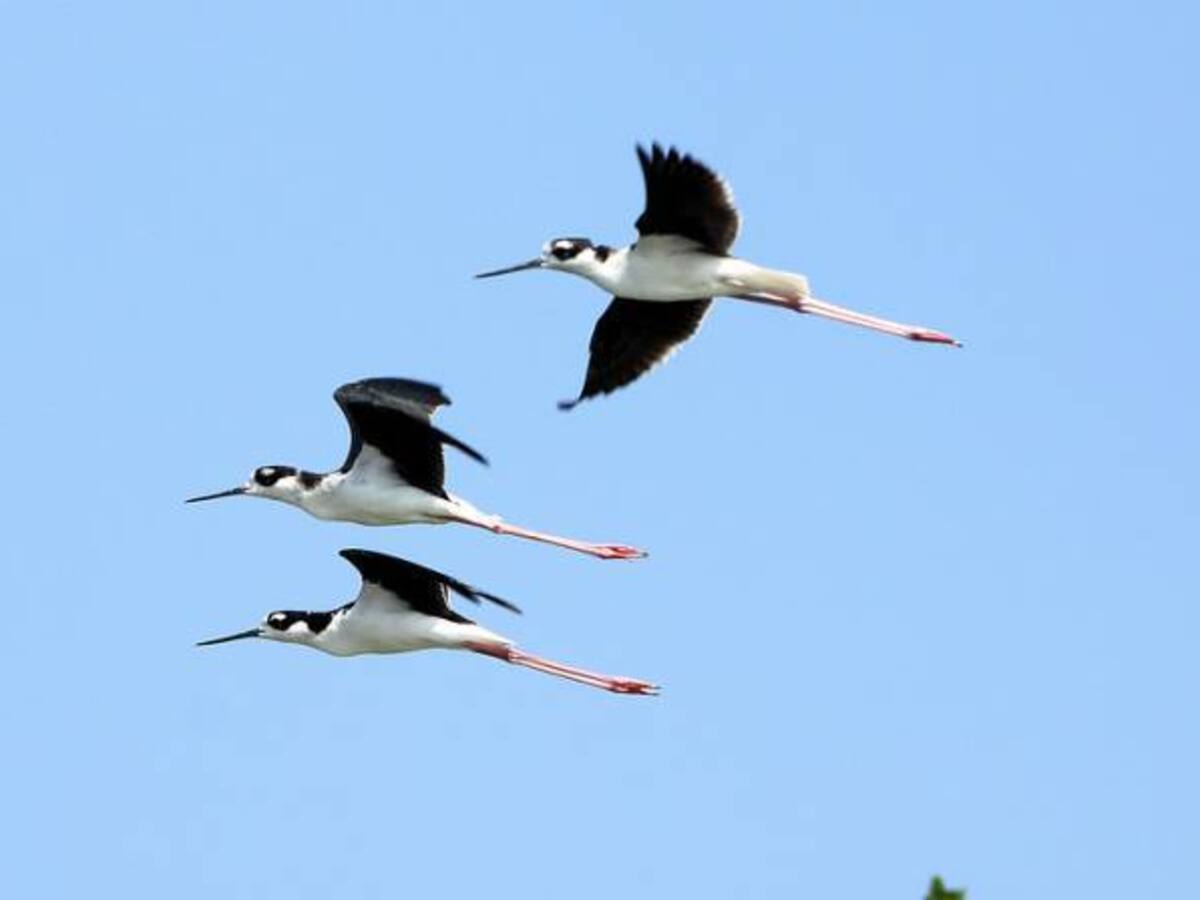El 28% de las aves existentes en Colombia, están en Quindío