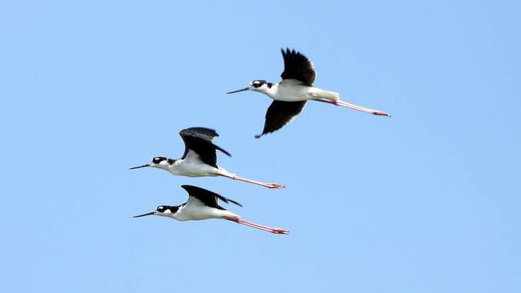El 60% de las aves existentes en Colombia, están en Quindío