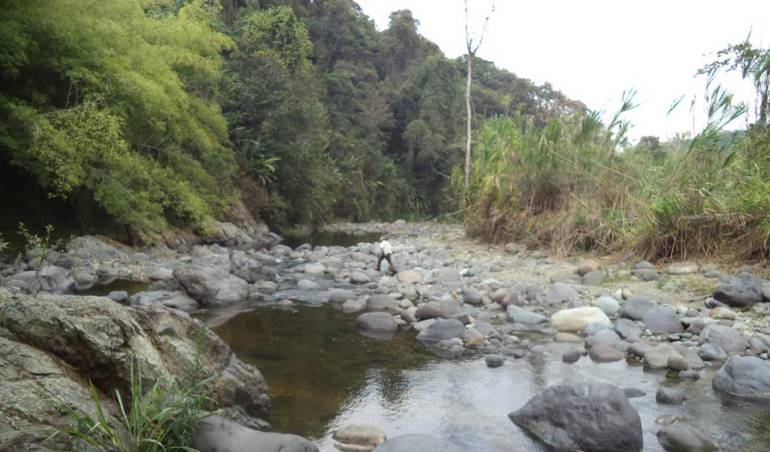 Animalistas mostraron su preocupación por los casos de maltrato animal a perros, gatos y caballos