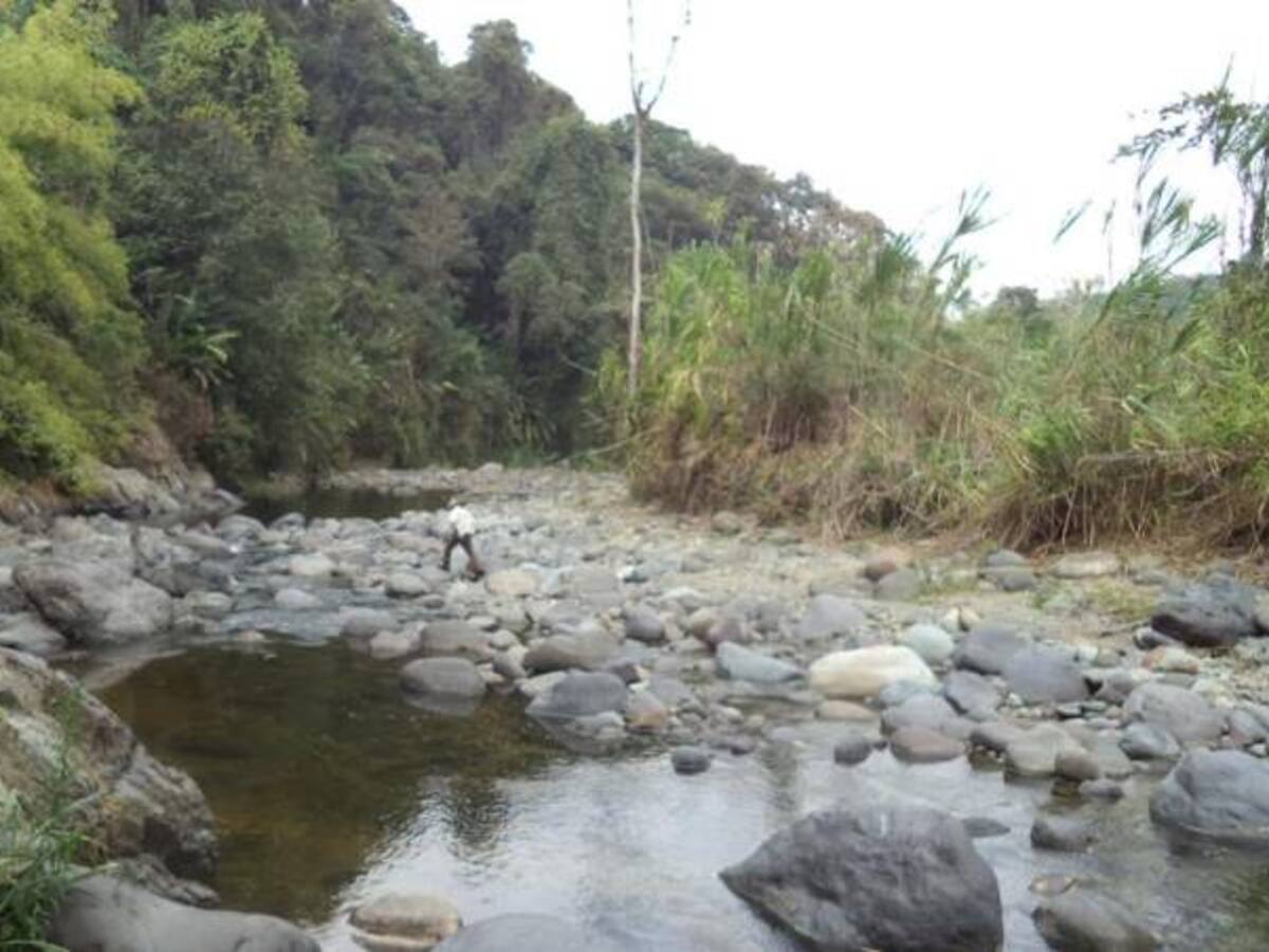 En Armenia animalistas y ambientalistas piden crear la secretaria ambiental