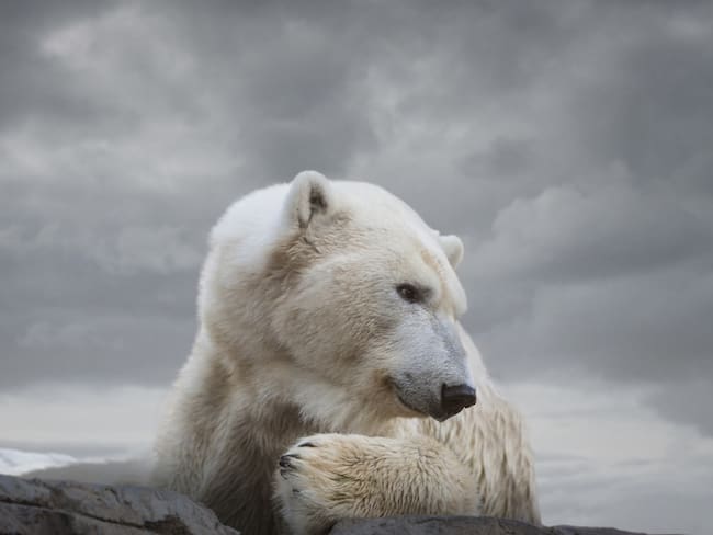 Por falta de alimento, osos polares se están comiendo entre sí