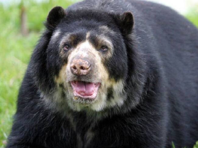 Que el oso &#039;Chucho&#039; siga en Barranquilla no es un triunfo jurídico: Zoo