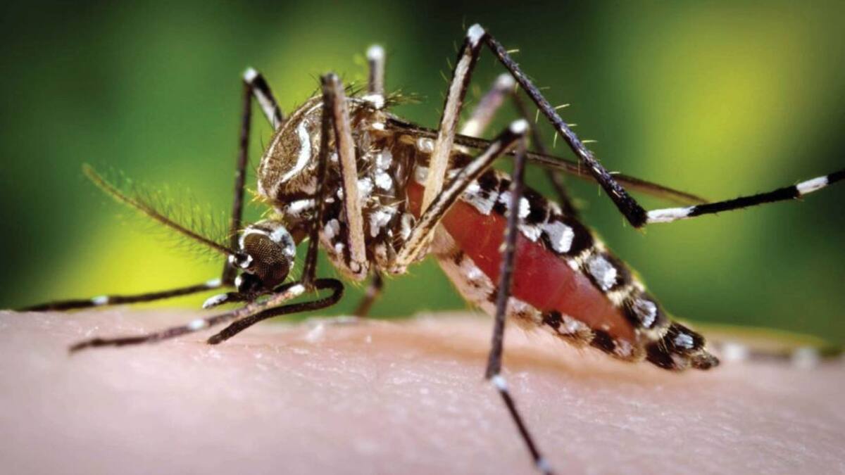 Valle del Cauca en alerta por dengue