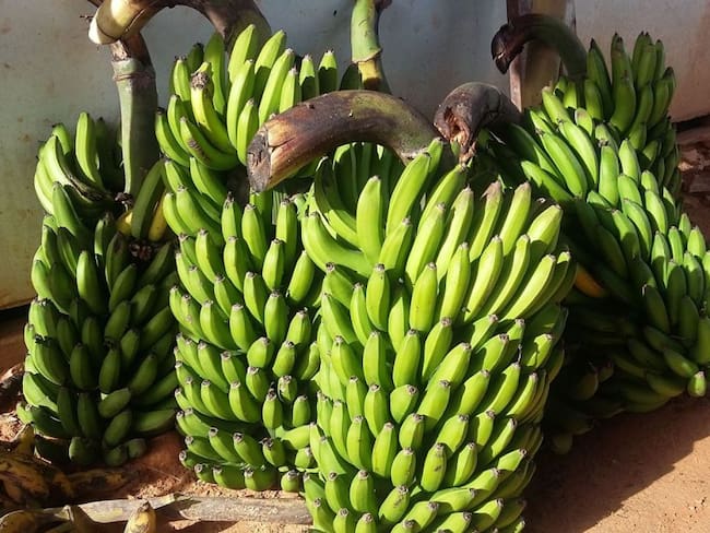 Plátano cultivado en Caldas