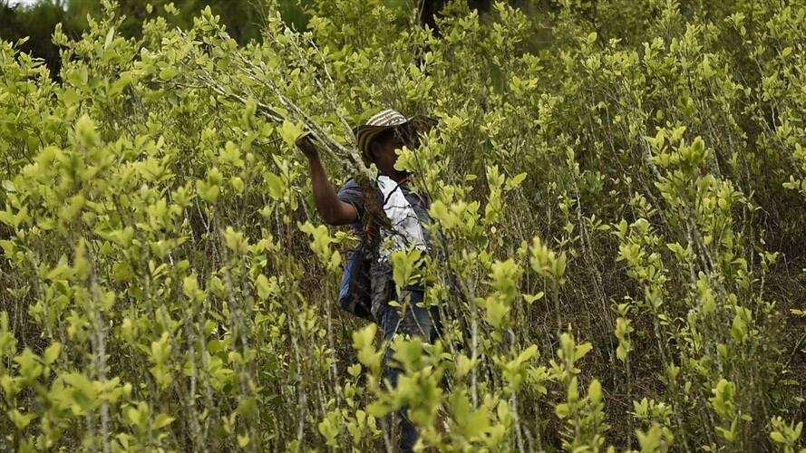 Cultivadores de coca en el Catatumbo esperan que proyecto no tenga “micos” que los perjudiquen. Foto: Getty Images