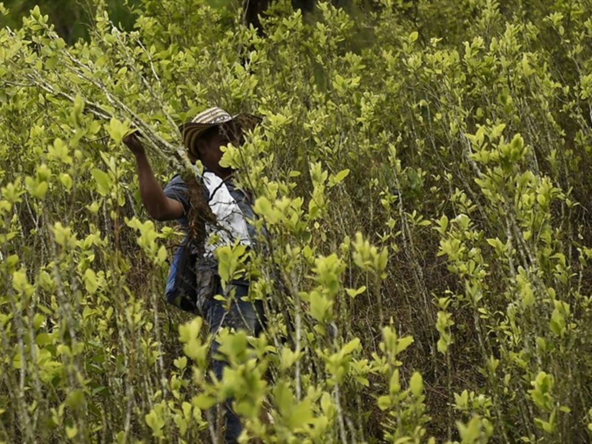 Catatumbo: cultivadores de coca esperan que proyecto no tenga “micos” que los perjudiquen