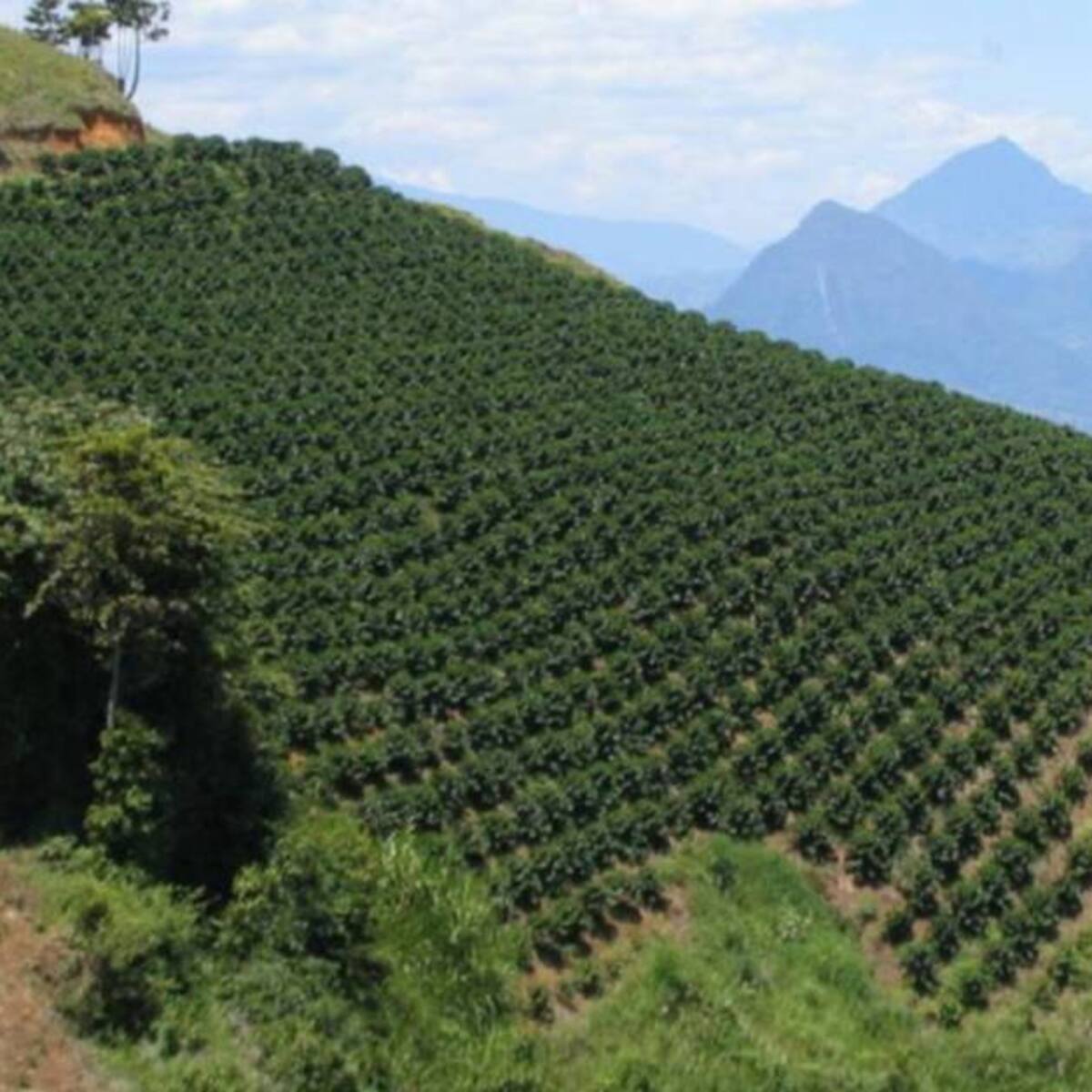 Procuraduría extendió el plazo para emitir concepto frente a la APPA del suroeste de Antioquia