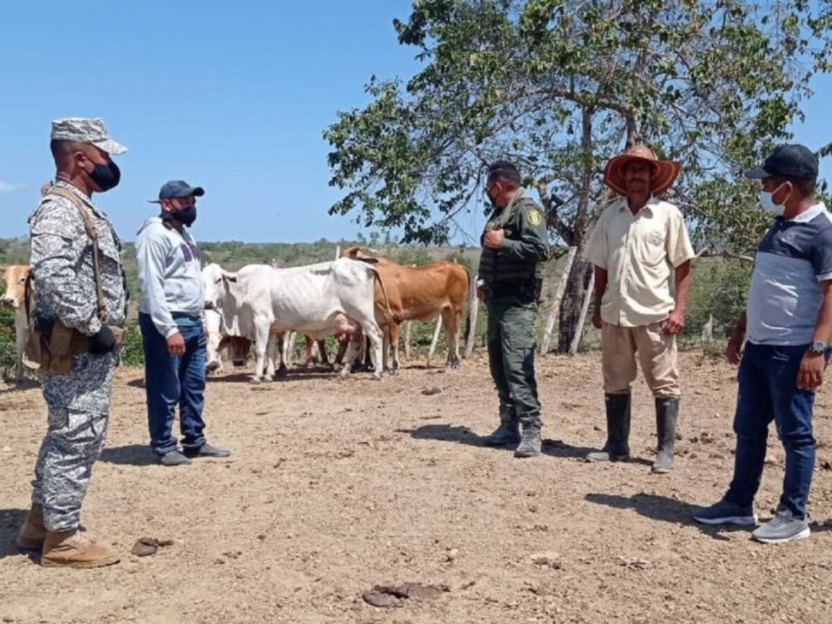 Armada recupera cabezas de ganado en Villanueva, Bolívar