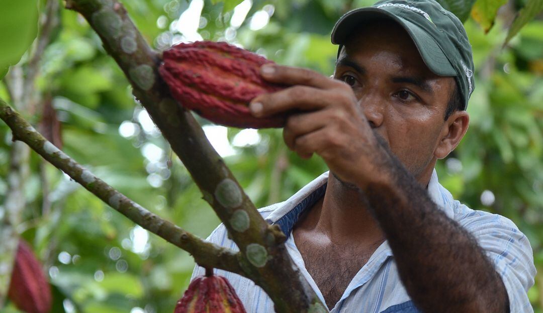 Producción de cacao en Colombia