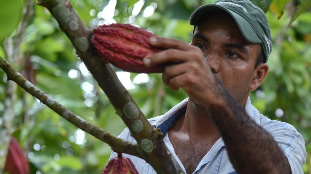 Colombia sigue incrementando producción y exportaciones de cacao