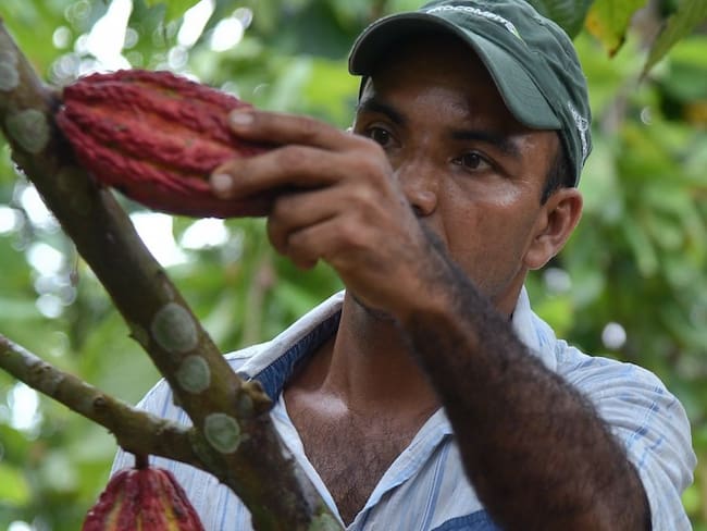 Producción de cacao en Colombia