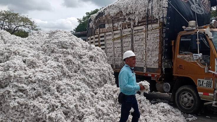 El Tolima está recuperando su producción algodonera