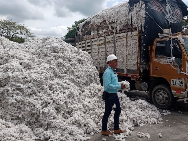 El Tolima está recuperando su producción algodonera