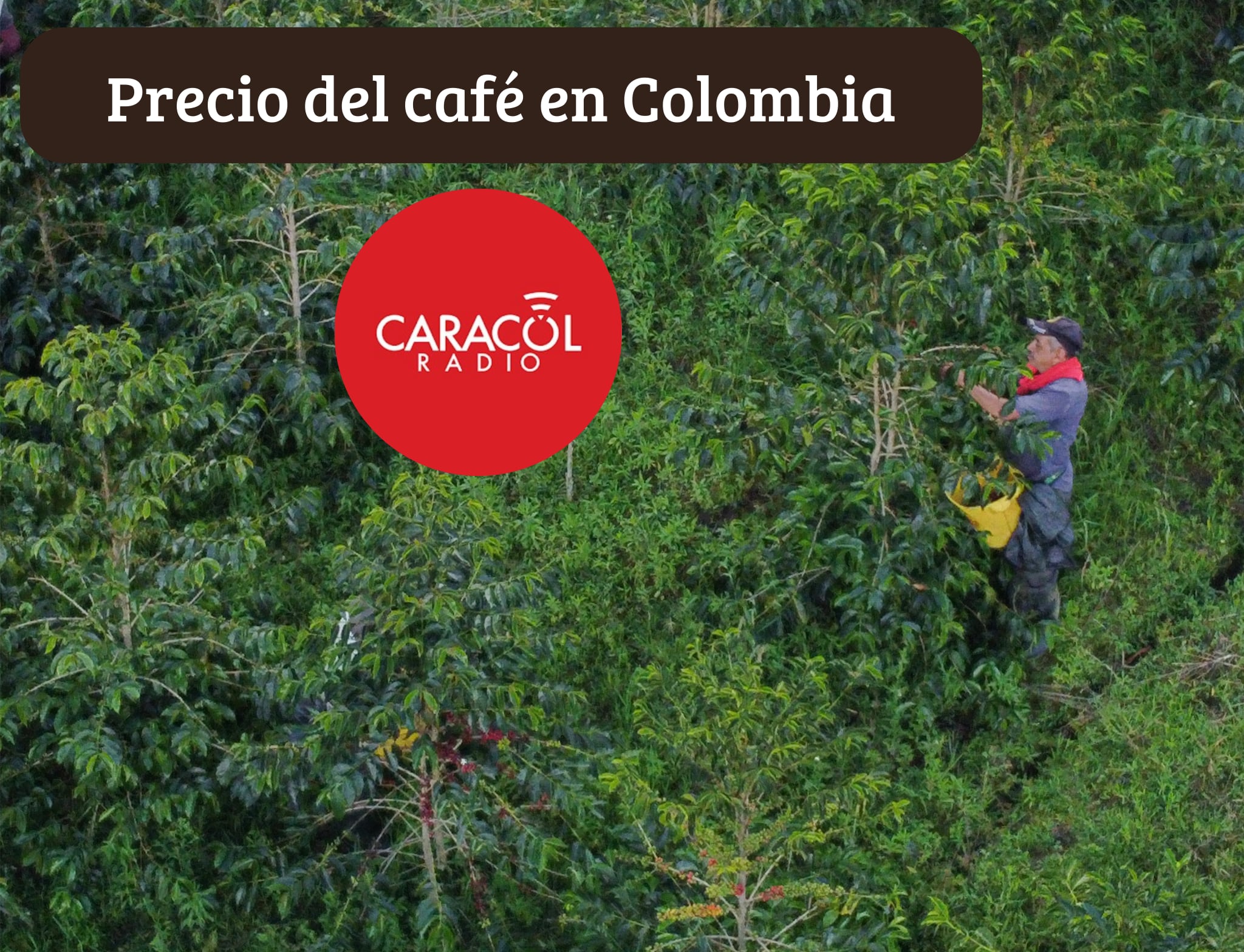 Agricultor recolectando café colombiano para consumo - Getty Images