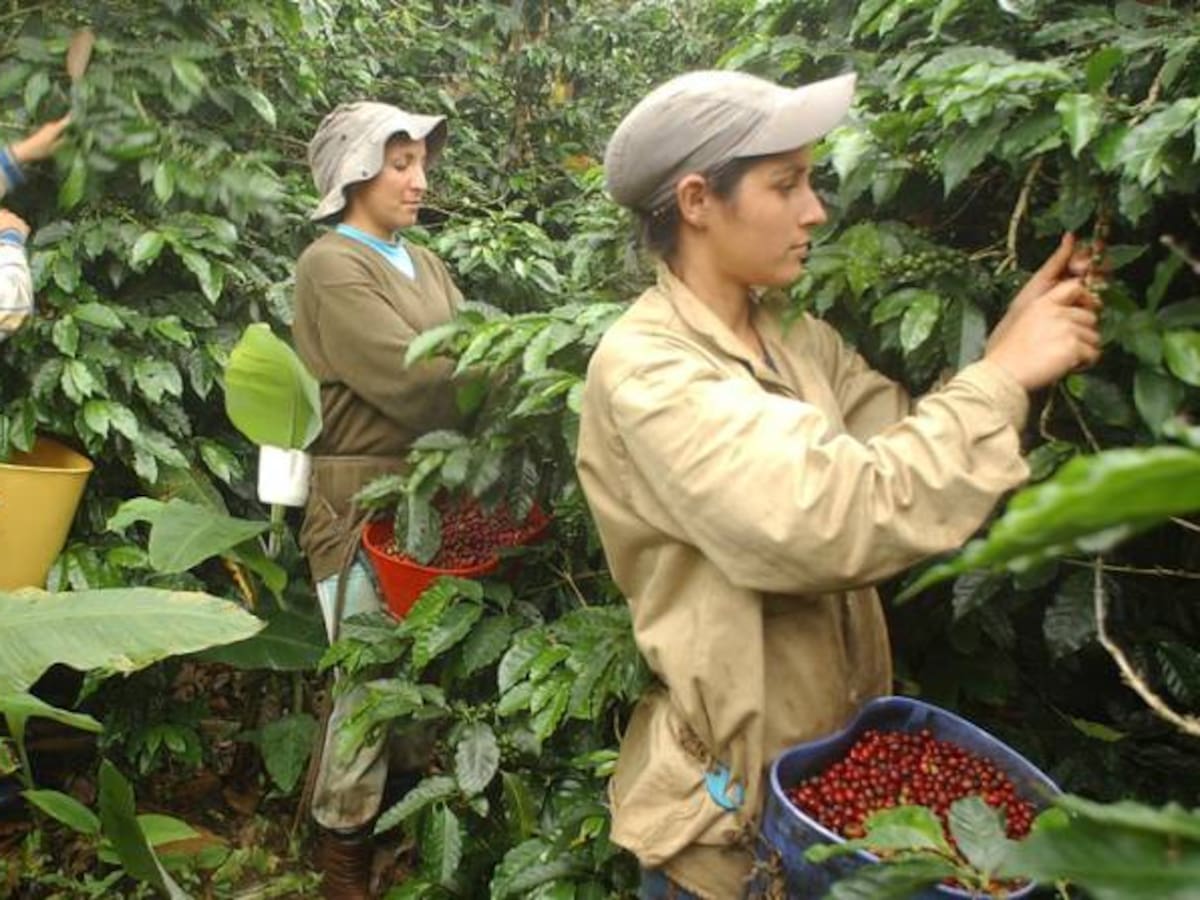 La cosecha cafetera de este año será la más grande y valiosa de la historia: FNC