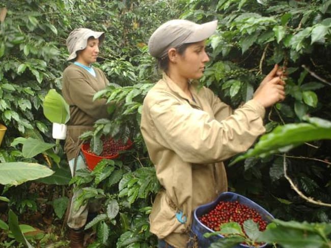 La cosecha cafetera de este año será la más grande y valiosa de la historia: FNC
