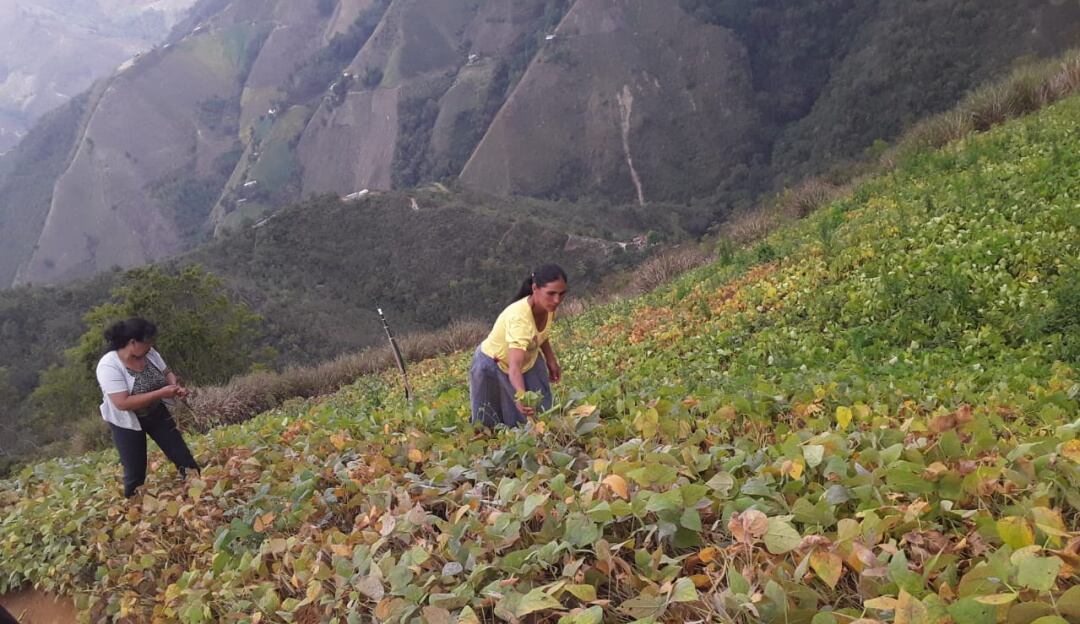 Imágenes alusivas a beneficiarios de la Unidad de Restitución de Tierras en Norte de Santander y Arauca.