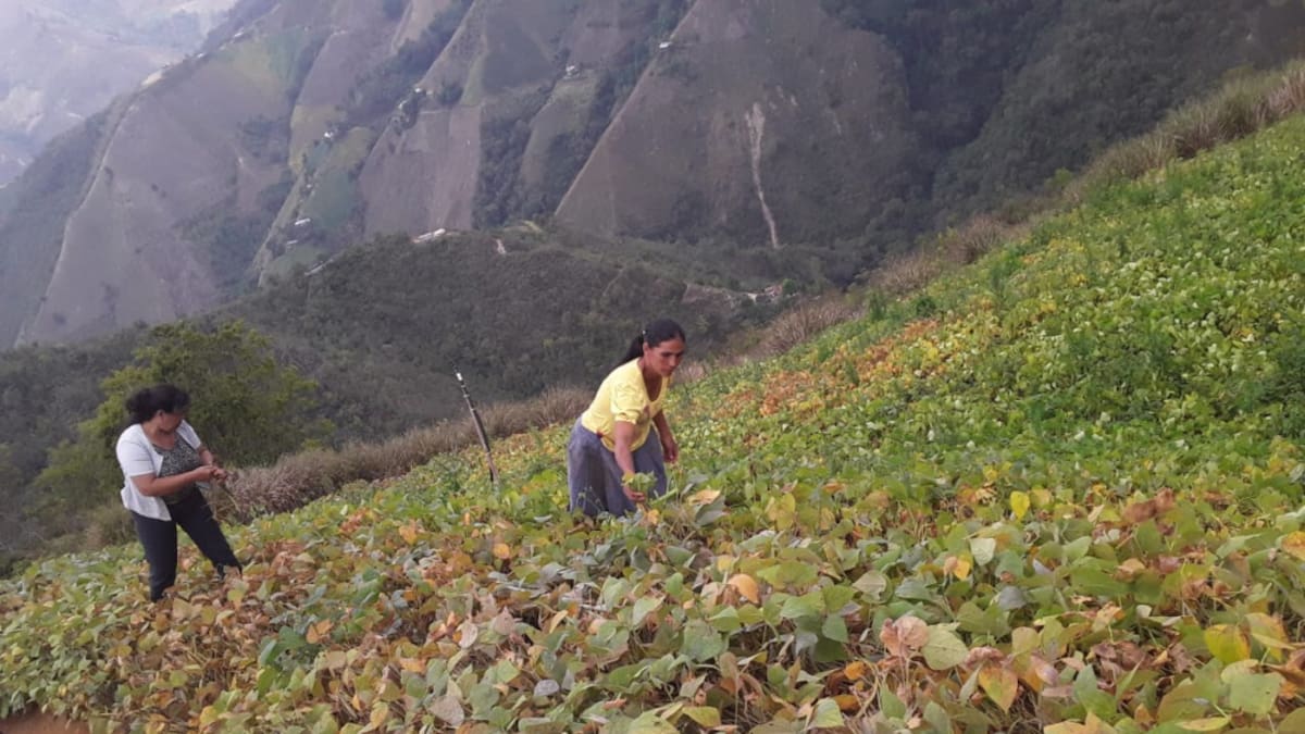 Proyectos productivos para resurgir y ser empresarios del campo
