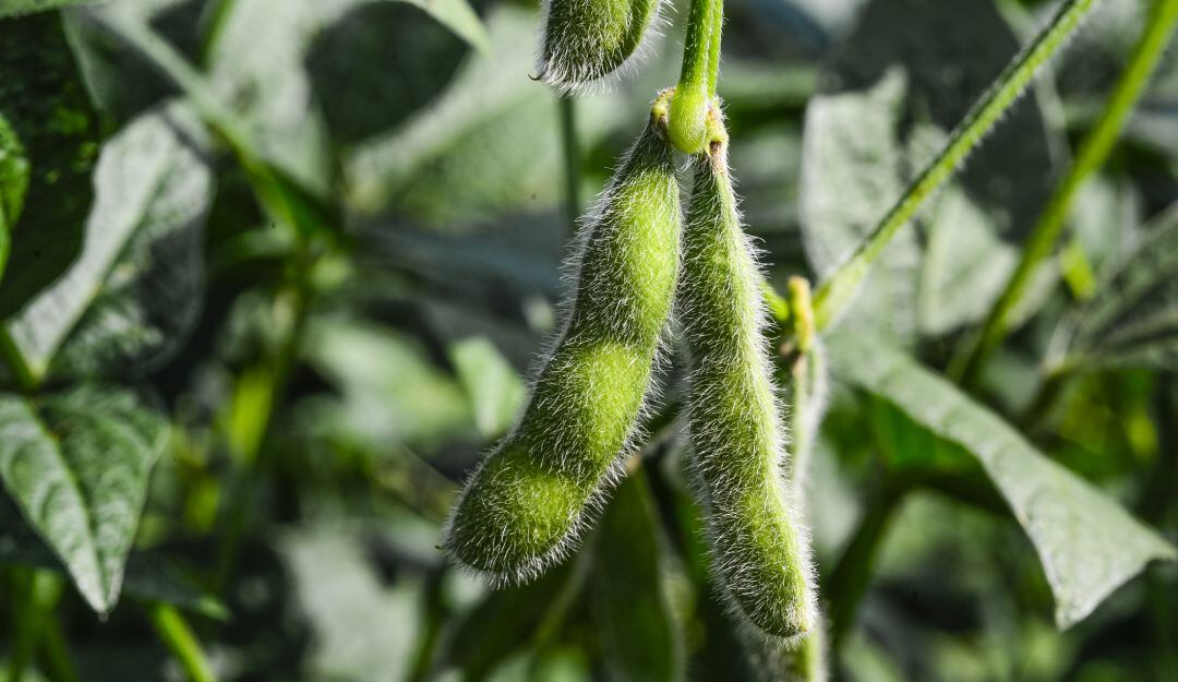 Plantación de soja en la fase de llenado del frijol con vainas y judías verdes, se estima alto rendimiento, ya que el clima lo favoreció. En Londrina en el estado de Paraná en Brasil.