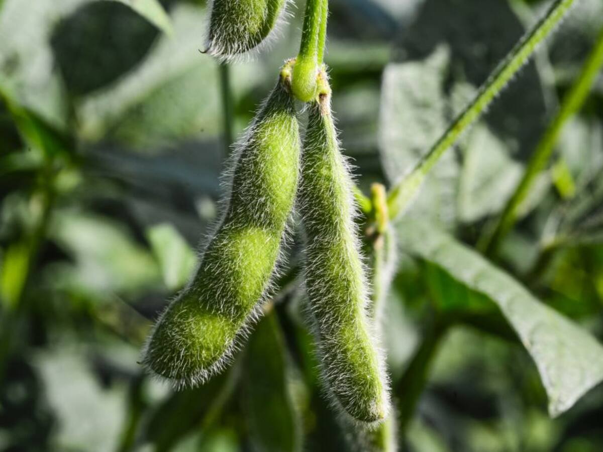 Hay apetito chino por la soja sudamericana