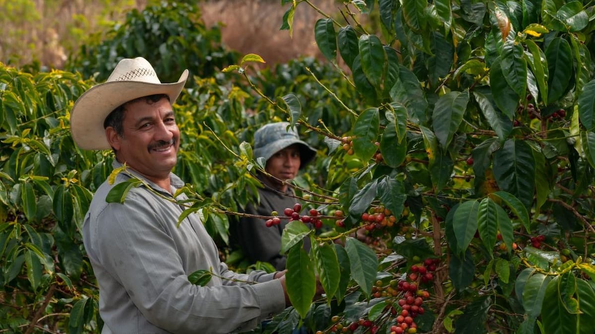 Cafeteros anuncian la expansión de los Centros de Industrialización Regional