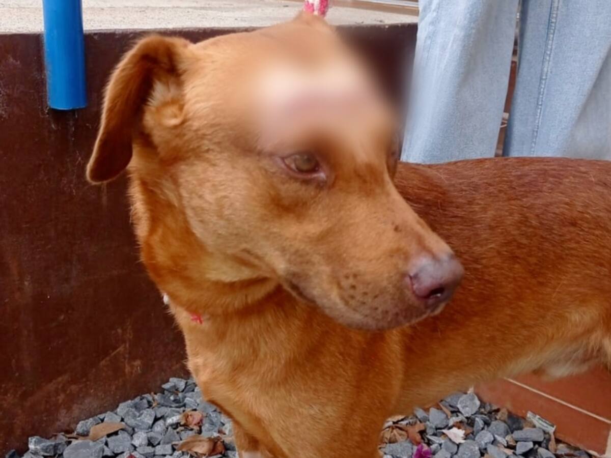 Condenan a 1 año de prisión a hombre que agredió a un perro en Medellín