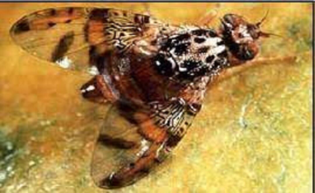 Mosca del Mediterráneo presente en Ibagué