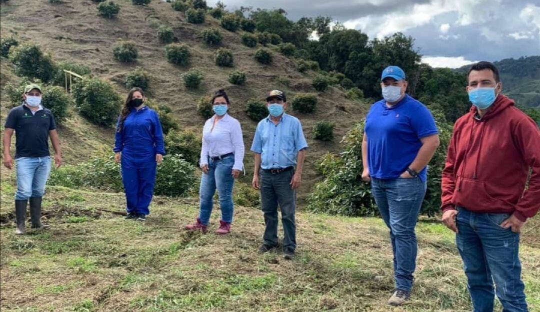 Del Huila para el mundo, aguacate Hass se exporta a la unión europea