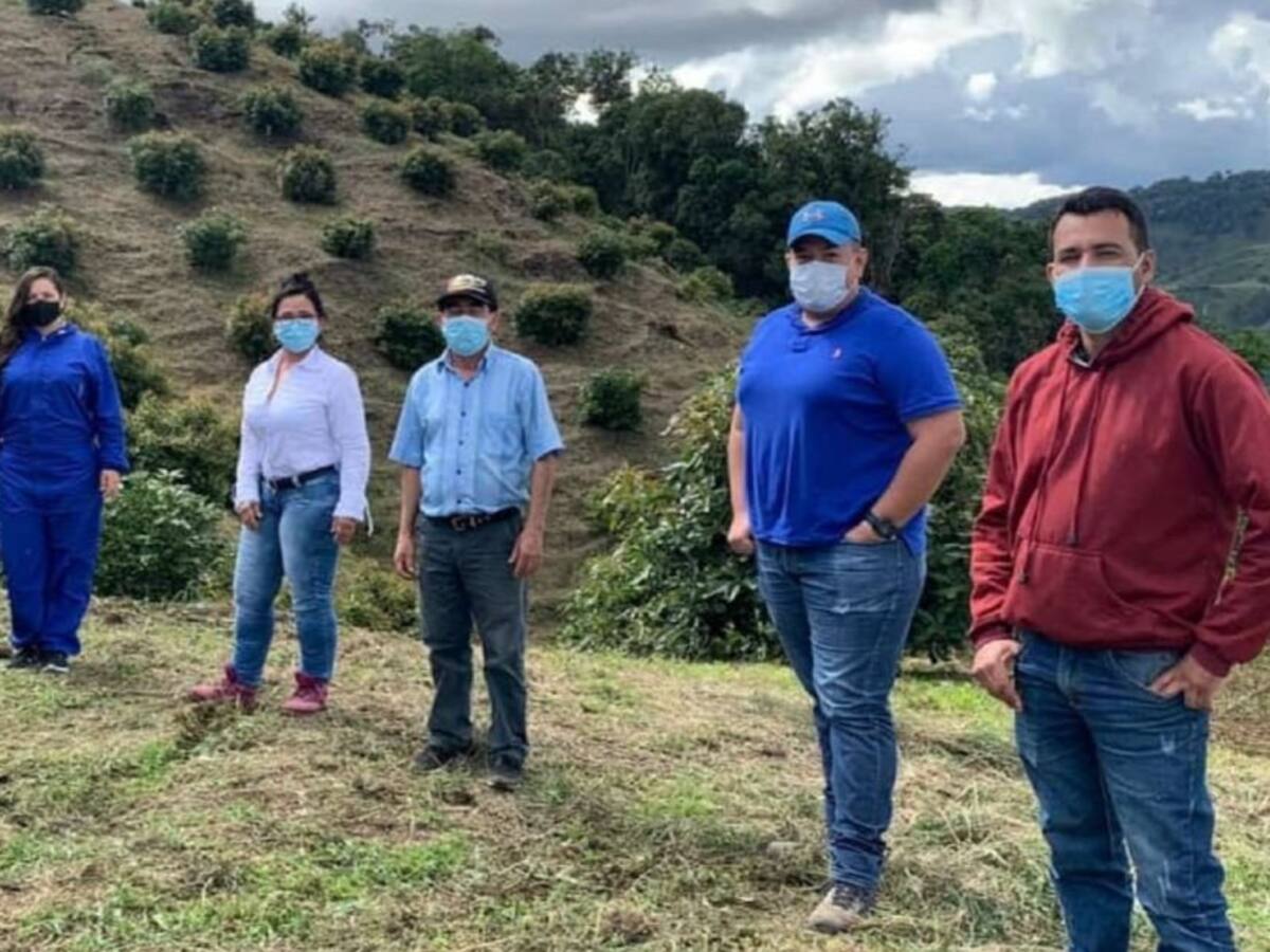 Del Huila para el mundo, aguacate Hass se exporta a la unión europea