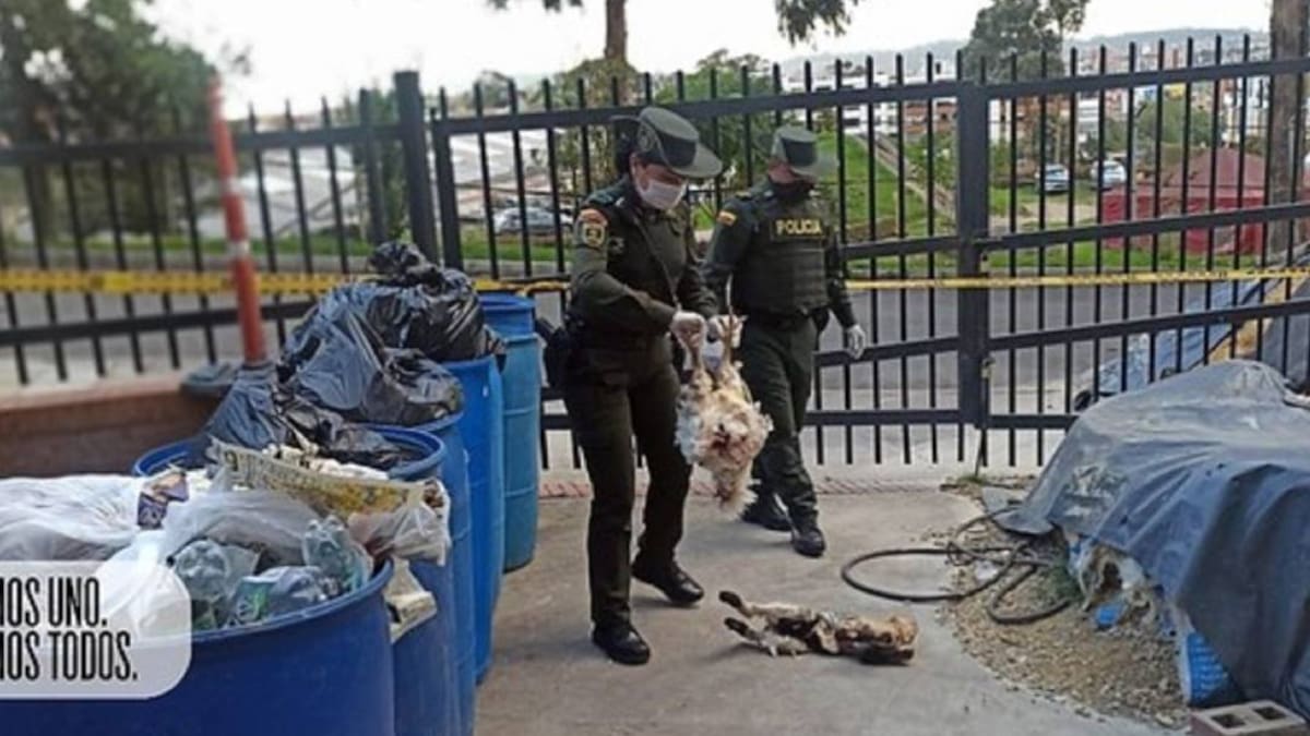 Imputan a hombre que sacrificó a 5 animales en Bogotá