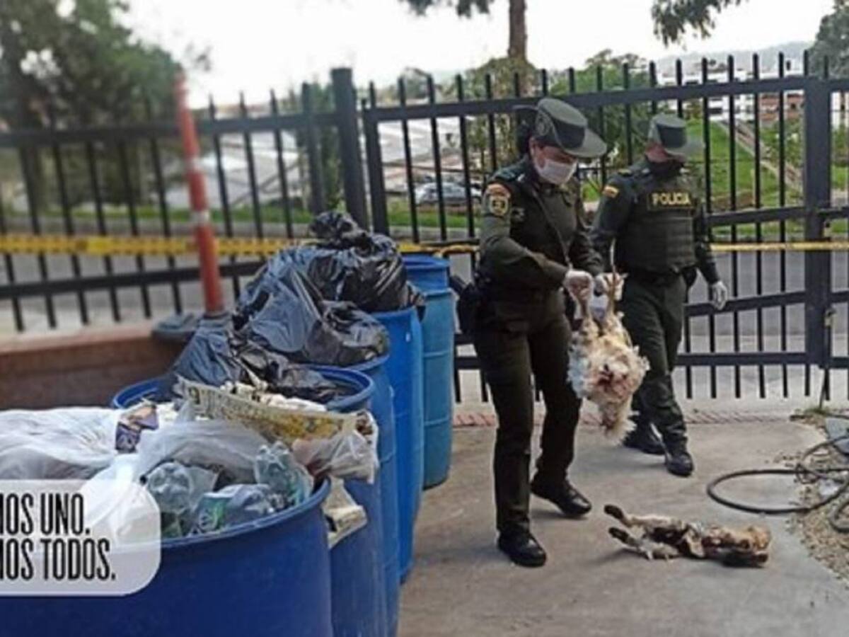 Imputan a hombre que sacrificó a 5 animales en Bogotá