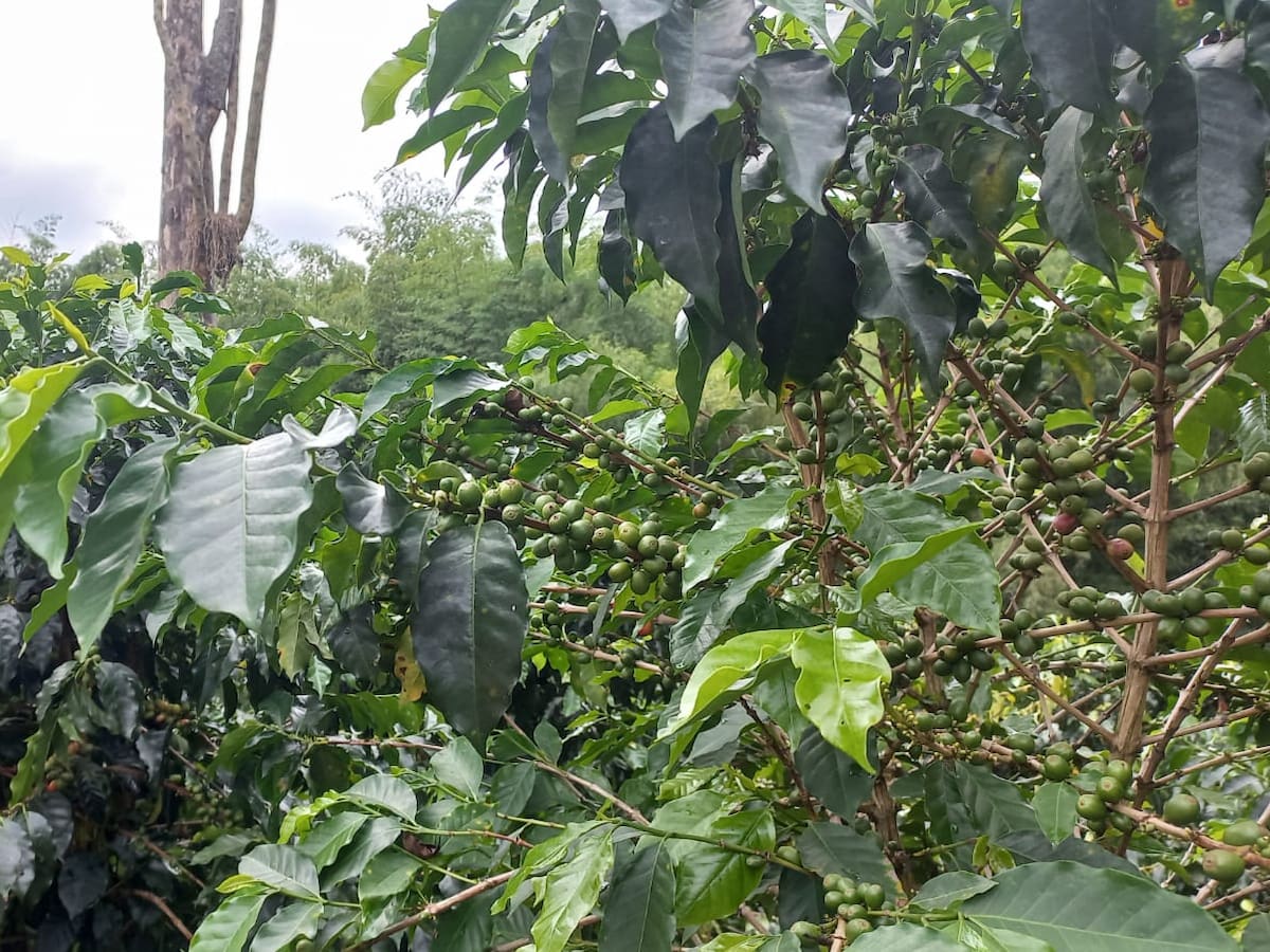 6.500 recolectores de café se requieren para la primera cosecha cafetera en el Quindío