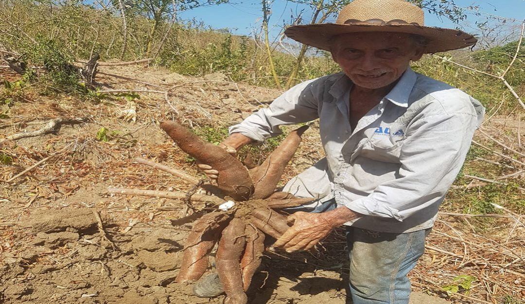 La yuca cultivada en el corregimiento de Chorrera.