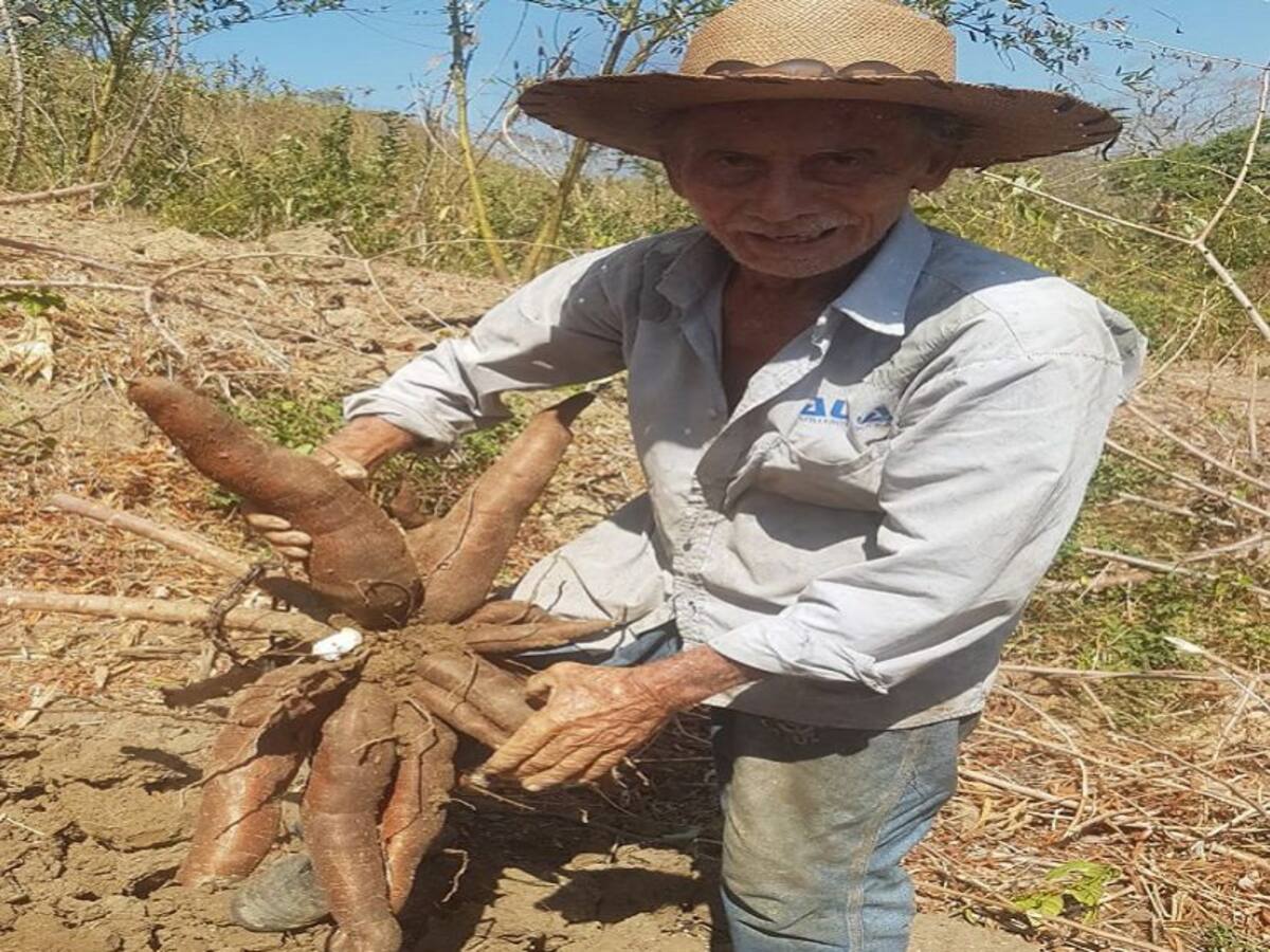50 hectáreas de yuca se perderían porque ofrecen compra a mitad de precio
