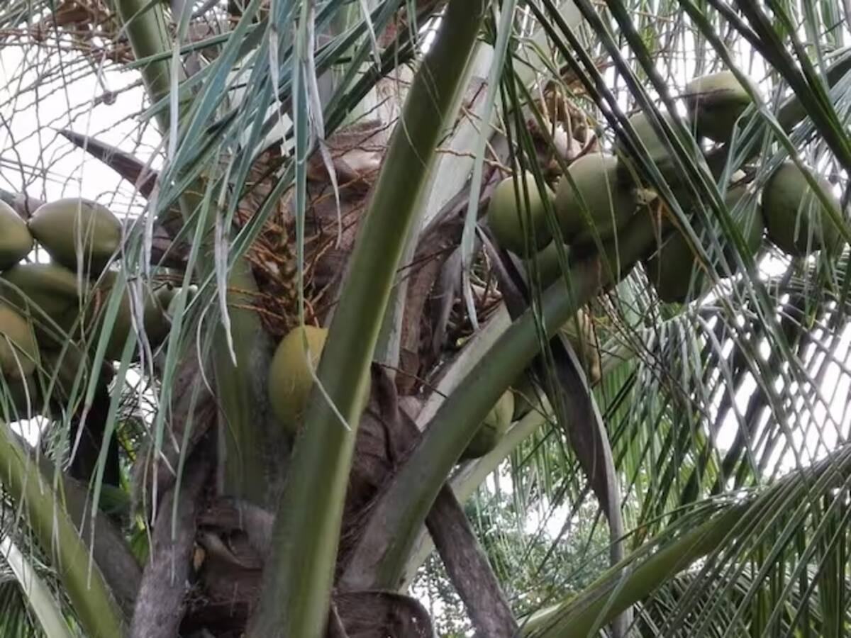 Joven falleció tras caer de una palma de coco en Altos del Rosario, Bolívar