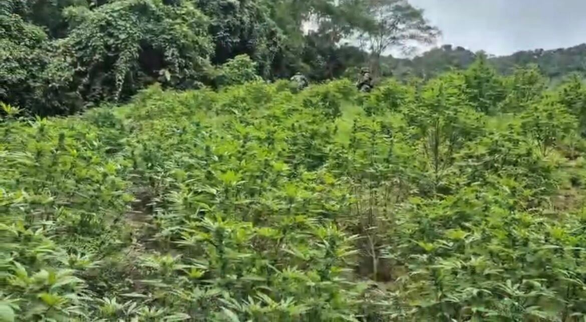 Operativo permitió erradicar 2 hectáreas de droga en Yacopí, Cundinamarca