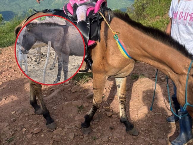 Denuncian hallazgo de mulo muerto en zona rural de Galán, Santander