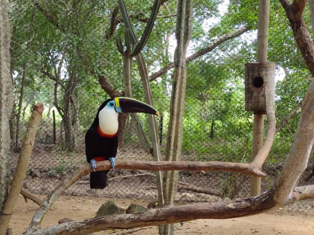 Aviario Nacional de Colombia: el plan diferente en Cartagena