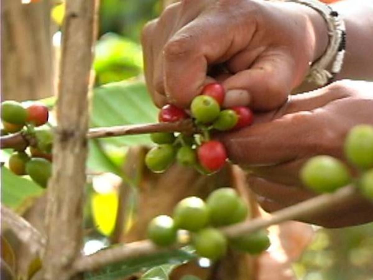 Cafeteros buscan implementar el Fondo de Estabilización de precios del café