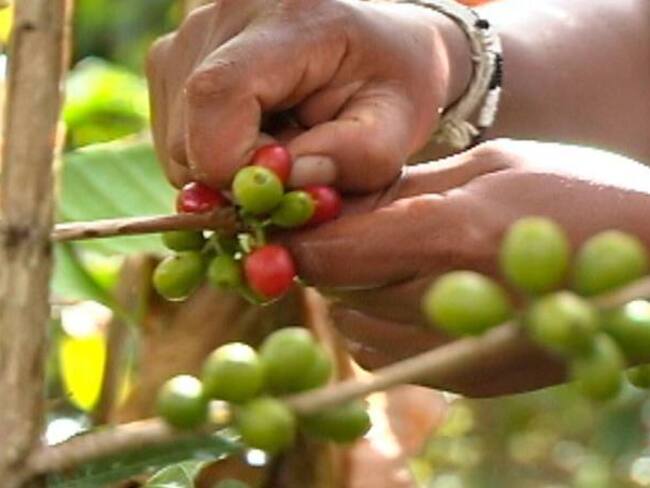 Cafeteros buscan implementar el Fondo de Estabilización de precios del café