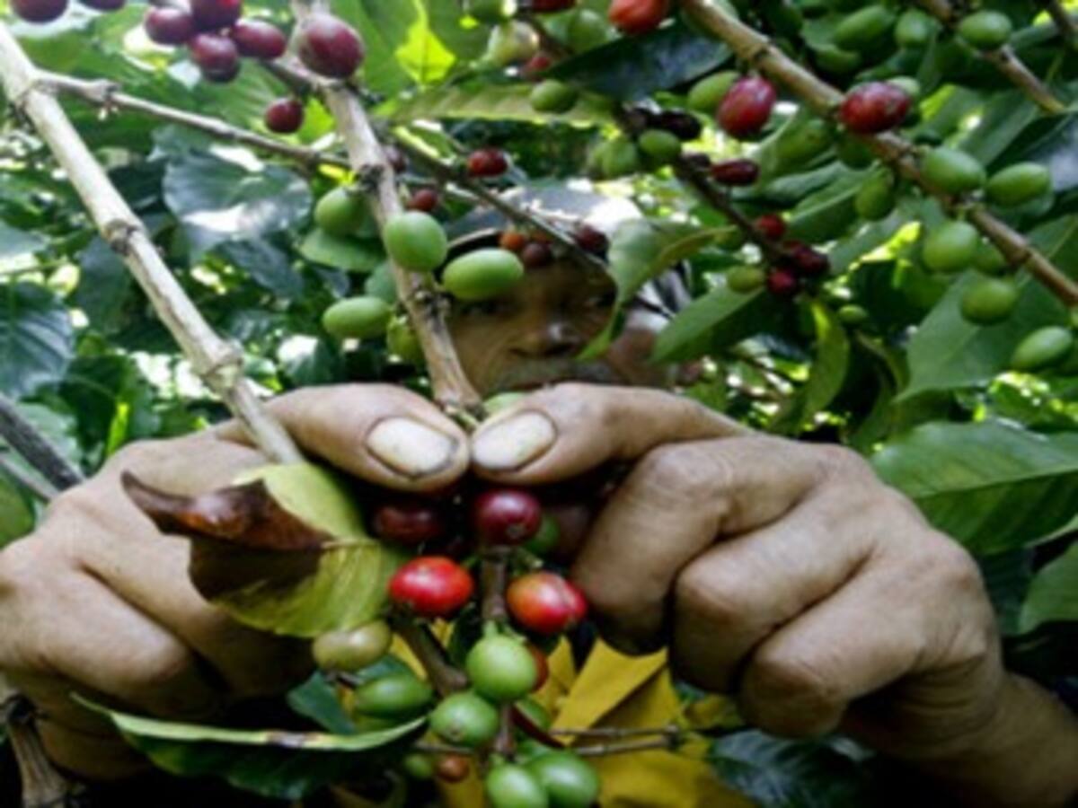 Fincas ecológicas de café y banano se vuelven hogar de animales silvestres